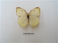 藏品(細波遷粉蝶)的圖片